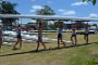 rowing-regatta-2014 012